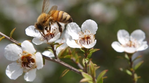 Miele di manuka